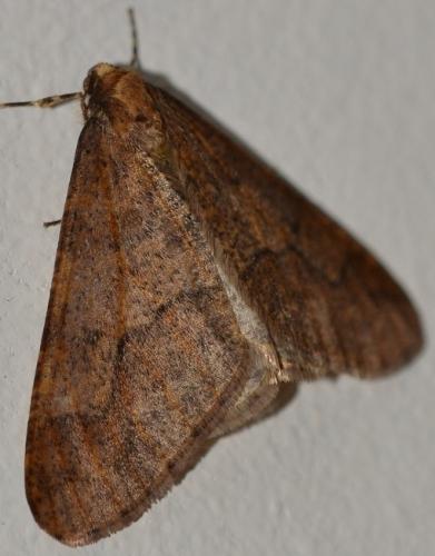 Erannis defoliaria